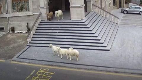 Animals caught on CCTV