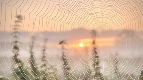 The sun is rising as an orange ball among orange clouds, on the horizon. All seen through a spider's web which fills the picture.