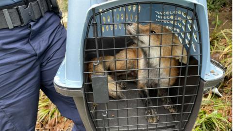 The captured fox in a cage