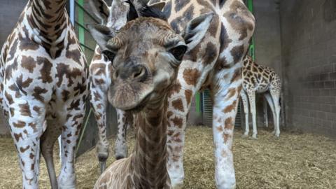 Baby giraffe henry at Belfast Zoo