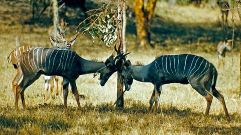 Animals grazing in Ruaha's National Park