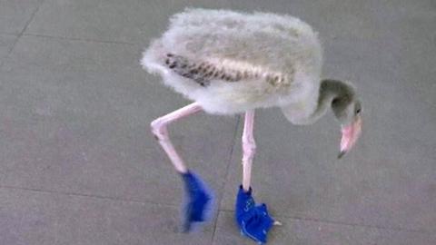 Baby flamingo wearing booties