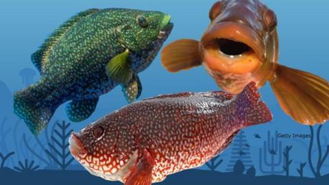 Three wrasse fish on top of a blue sea background