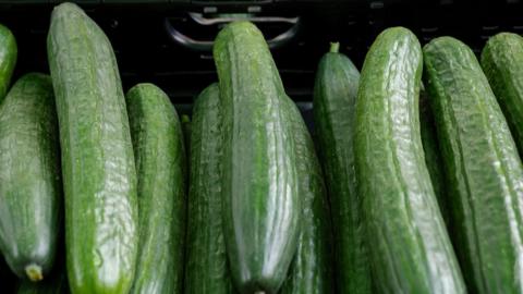 An array of cucumbers