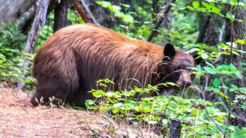 Black bear