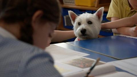 West Highland terrier Millie at Llandeilo Primary School