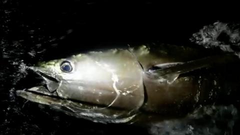 The beast is believed to be the biggest fish ever caught in Welsh waters