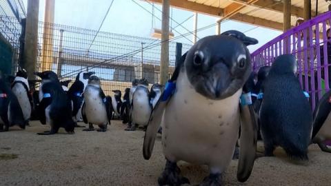 A penguin looks at the camera