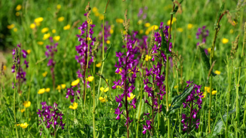 A wild orchid field in Jersey