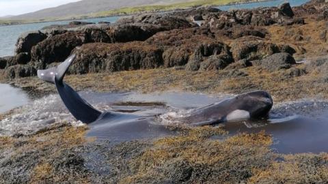 Stranded whale