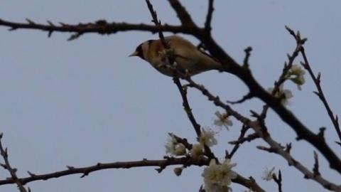 A bird perches on a tree in Shrewsbury