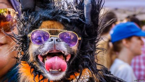 Dog in Halloween costume, part of the 27th Annual Tompkins Square Halloween Dog Parade was held on October 21, 2017