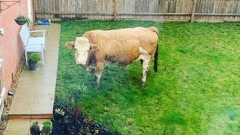 Bull in a back garden