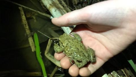 A toad in someone's hand being moved to be placed in water in Cambridge