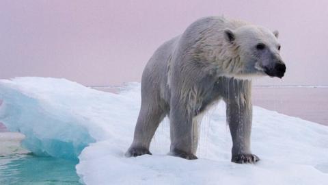 Polar bear on sea-ice