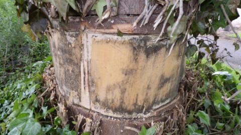 Tree vandalised in Worsley