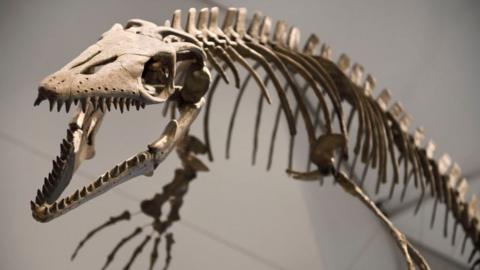Platecarpus coryphaeus an 83 million year old mosasaur fossil