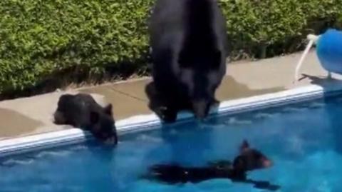 Bears in and around a swimming pool