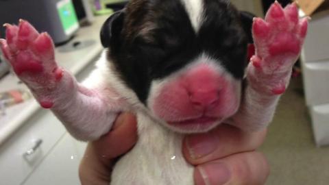 One of the puppies found in a car park