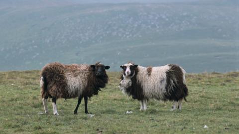 Two Shetland sheep grazing on a green pasture. They have a thick wool of gray, white, black and brown colour. They are looking at the camera.