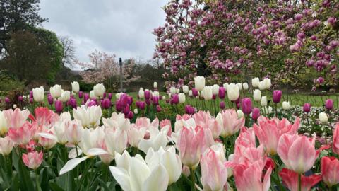 Pink, purple and white tulips blooming in front of a Magnolia tree 