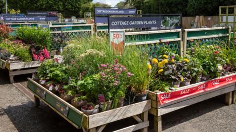 Plants outside on sale at a garden centre 