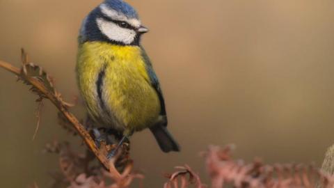 A blue tit with a yellow breast of feathers and blue, white and black markings on its head, looks to the right of the frame while perched on a branch.