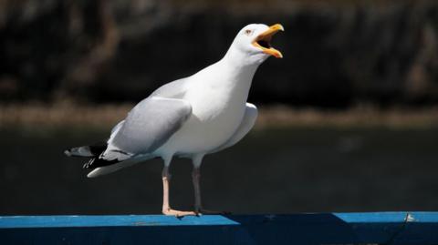 A shrieking seagull with its beak open, standing on a blue railing. 