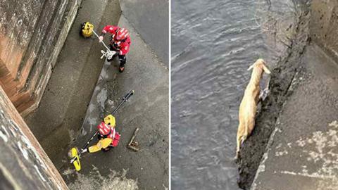 A view downwards to the foot of the arch of a bridge over a river, shown in two sections. On the left, two fire officers can be seen holding poles and ropes with what appear to be floats. The view is vertiginous, past the edge of the bridge and looking down on the crew, who seem small below. On the right, the goat is in the water at the edge of the arch base. The water looks grey and cold.