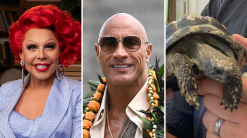 A composite image of La Voix, The Rock and a tortoise