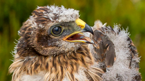 A close-up picture of a hen harrier with a yellow beak with a black tip and brown and white plumage