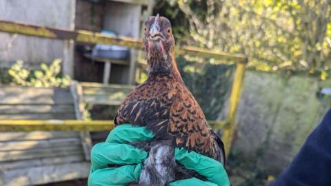 An RSPCA officer out of shot holds onto an unkempt cockerel while wearing green gloves.