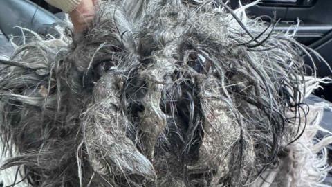 Nelly with her overgrown matted black and grey hair. hair