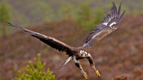 A golden eagle flies over Scottish moorland in the rain