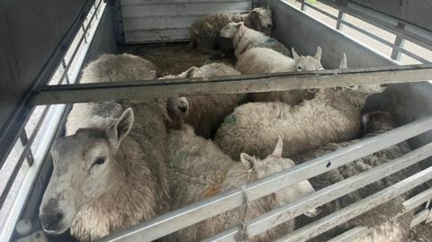 A group of sheep in a trailer