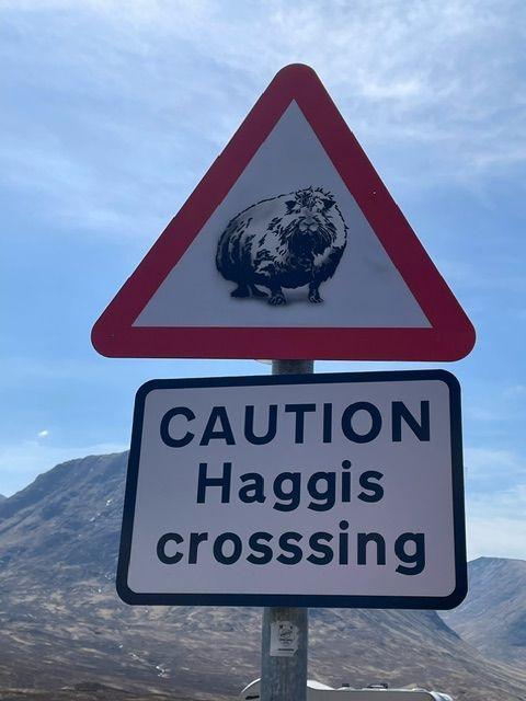 Road sign reading: CAUTION Haggis crossing with an illustration of a small guinea pig looking animal