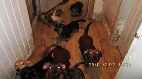 Eight small dogs in a hallway with wood flooring and white walls. Woodwork around the doorways looks worn and dirty