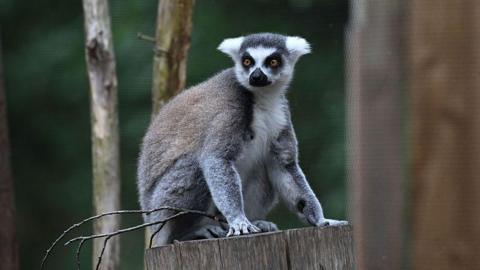 A grey and white lemur with bright amber eyes sitting on top of a tree stump and looking past the camera.