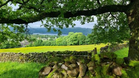 A stone wall runs between two fields, with trees above and in the background and grey sky peeping through