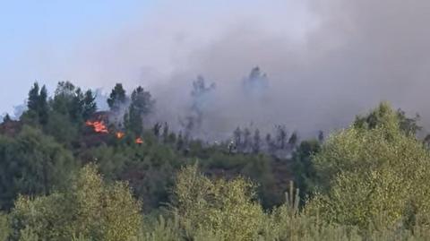 Video still of a fire on a tree covered hill 