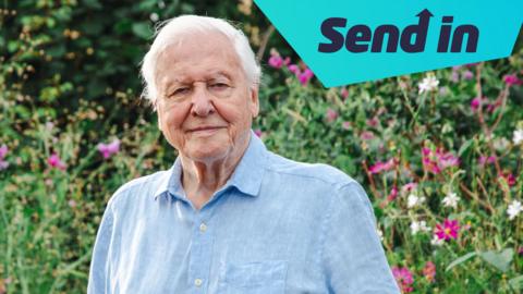 a picture of David Attenborough smiling