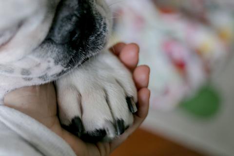 dog paw