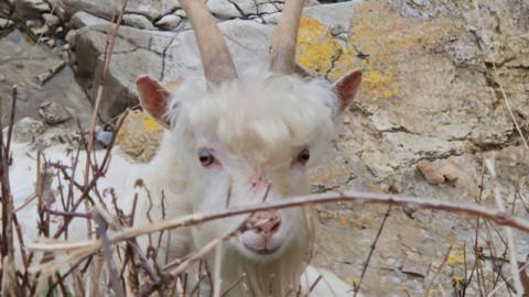 A baby goat with white hair