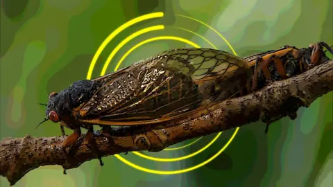 Cicadas sit on a tree branch