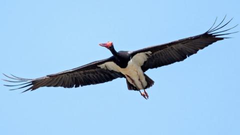 Light blue sky with a black bird with its wings out. It has a red face and beak and its belly is white.