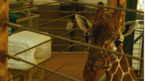 A giraffe's face looks at the camera. To the left of the image is a white rectangular plastic container, with one end cut away and level with a gap in the railings.