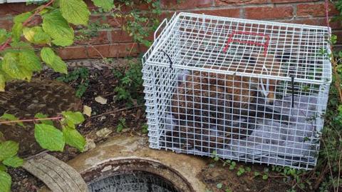 Fox in a cage after being rescued