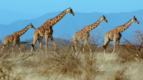 Four giraffes walking in a line 