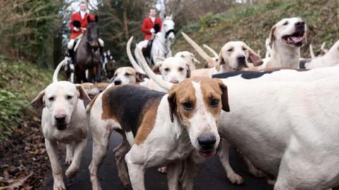 Pack of dogs with two hunt members on horses behind them