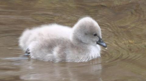 The image shows a fluffy grey cygnet, with a black beak, swimming in a river. The water is calm.